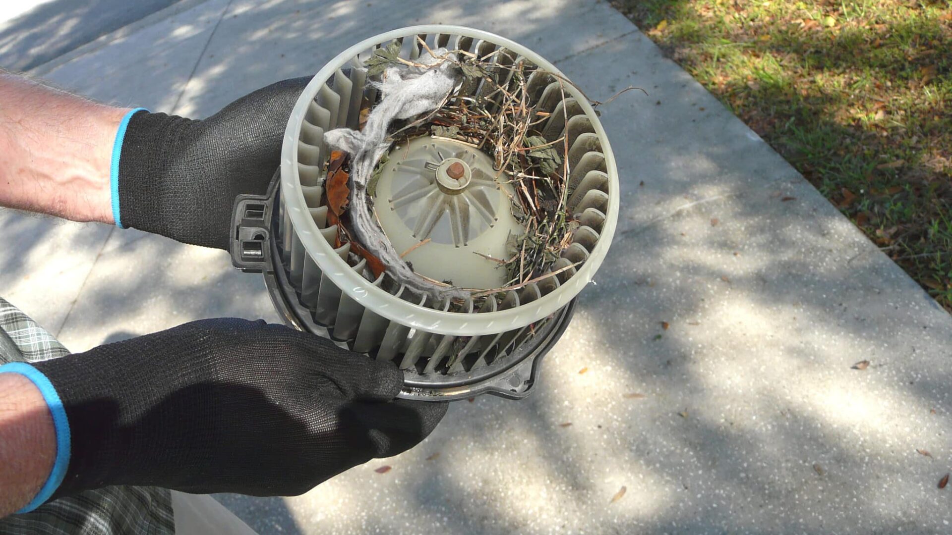 A car owner is preparing to clean out a mouse nest in the fan blower motor cage, also known as a squirrel cage. It was lined with a dryer sheet, leaves, and twigs.